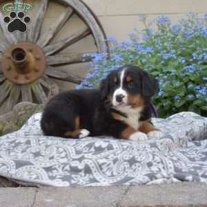 Hunter, Bernese Mountain Dog Puppy