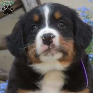 Hunter, Bernese Mountain Dog Puppy