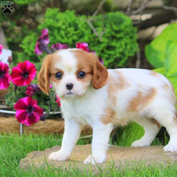 Hyacynth, Cavalier King Charles Spaniel Puppy