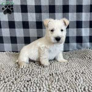 Rubert, Scottish Terrier Puppy