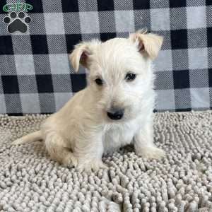 Rufus, Scottish Terrier Puppy