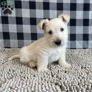 Rufus, Scottish Terrier Puppy