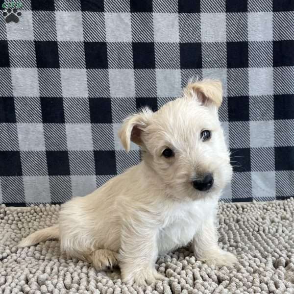 Rufus, Scottish Terrier Puppy