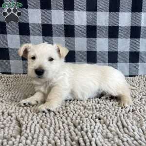 Rufus, Scottish Terrier Puppy