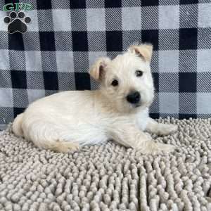 Rufus, Scottish Terrier Puppy