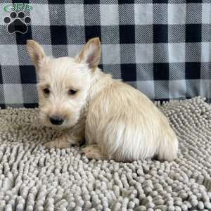 Rusty, Scottish Terrier Puppy
