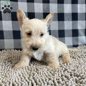 Rusty, Scottish Terrier Puppy