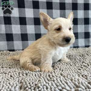 Rusty, Scottish Terrier Puppy