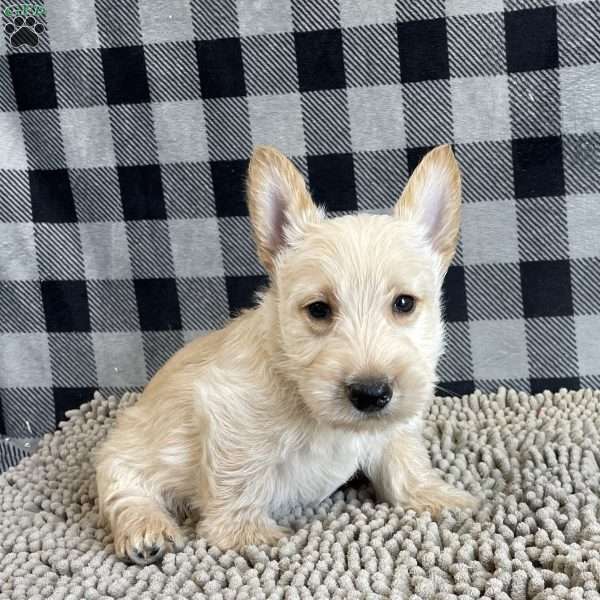 Rusty, Scottish Terrier Puppy