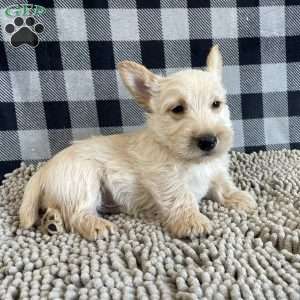 Rusty, Scottish Terrier Puppy