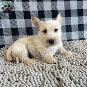 Rusty, Scottish Terrier Puppy