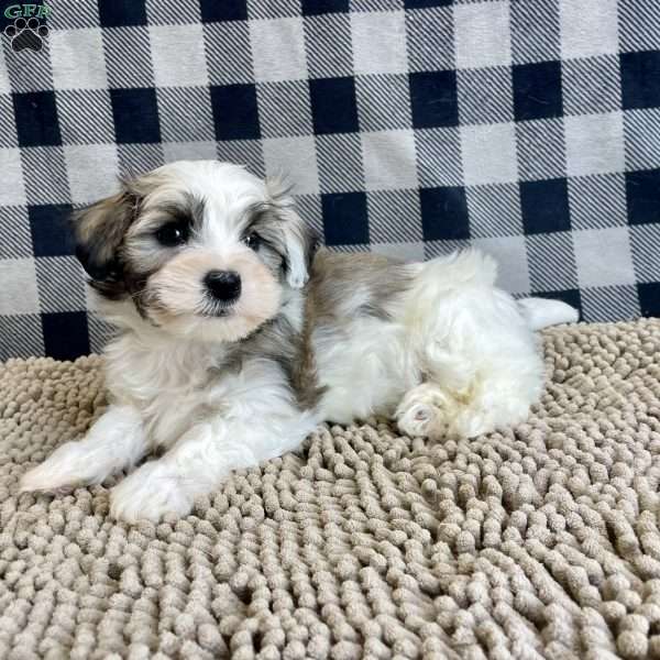 Joel, Havanese Puppy
