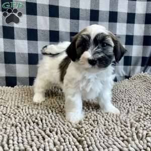 Jesse, Havanese Puppy