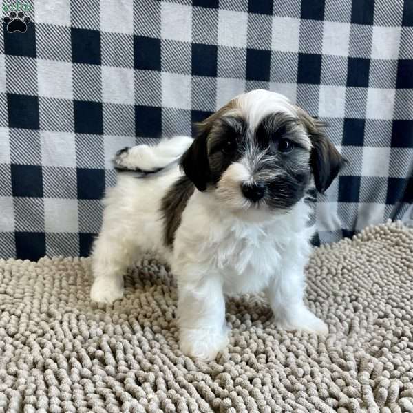 Jesse, Havanese Puppy