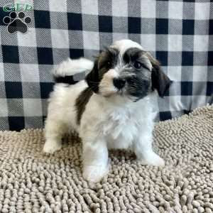 Jesse, Havanese Puppy