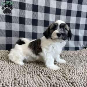 Jesse, Havanese Puppy