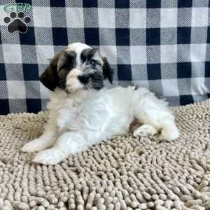 Jesse, Havanese Puppy