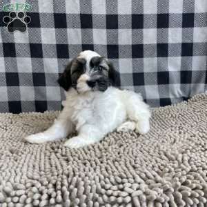 Jesse, Havanese Puppy