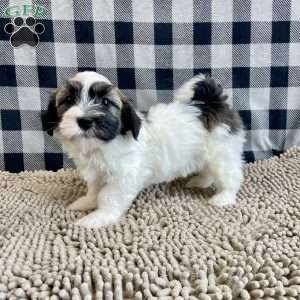 Jesse, Havanese Puppy