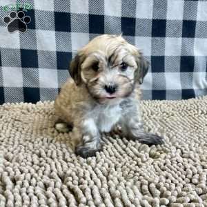 John, Havanese Puppy