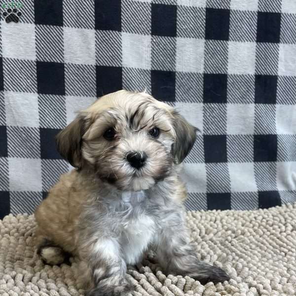 John, Havanese Puppy