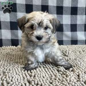 John, Havanese Puppy