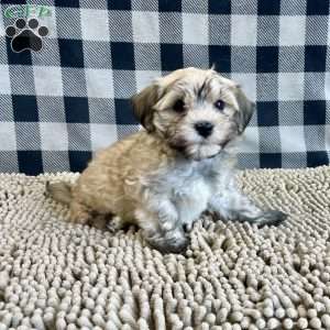 John, Havanese Puppy