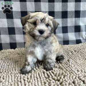 John, Havanese Puppy
