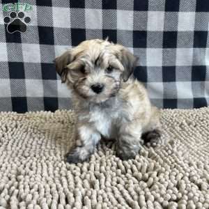 John, Havanese Puppy