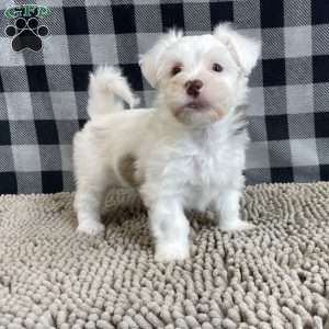 Judy, Havanese Puppy