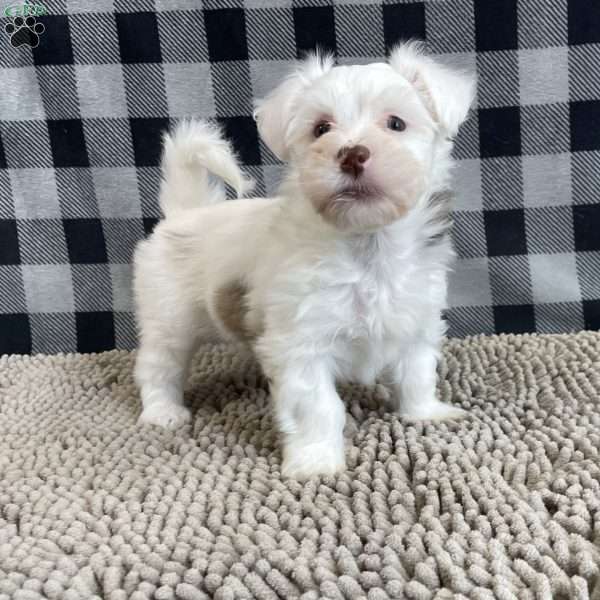 Judy, Havanese Puppy