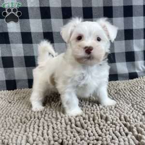 Judy, Havanese Puppy