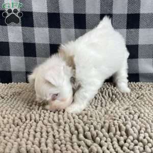 Judy, Havanese Puppy