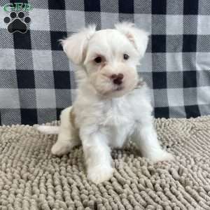 Judy, Havanese Puppy
