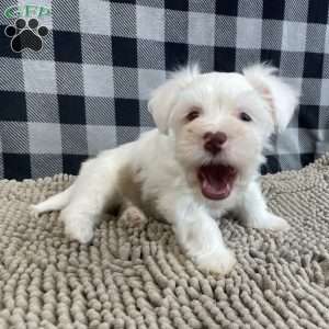 Judy, Havanese Puppy
