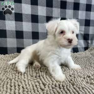Judy, Havanese Puppy