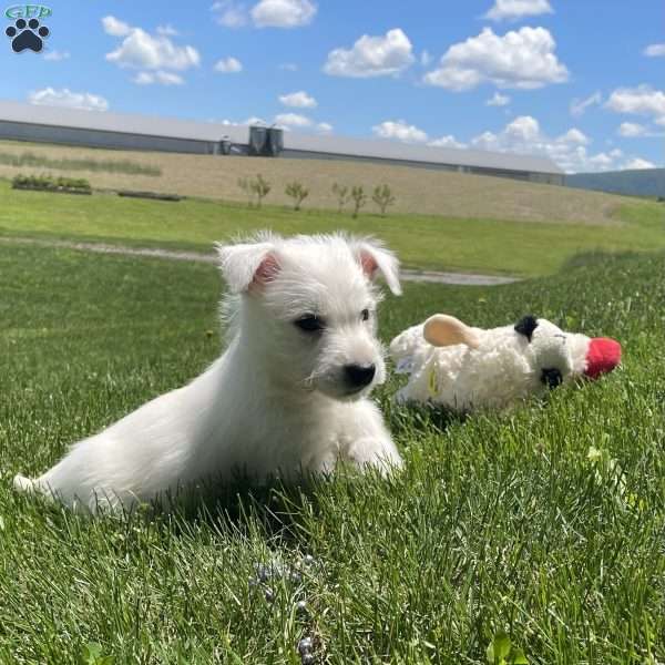 Parker, West Highland Terrier Puppy