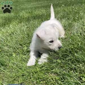 Parker, West Highland Terrier Puppy