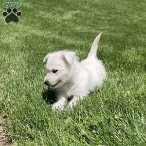 Parker, West Highland Terrier Puppy