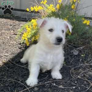 Parker, West Highland Terrier Puppy