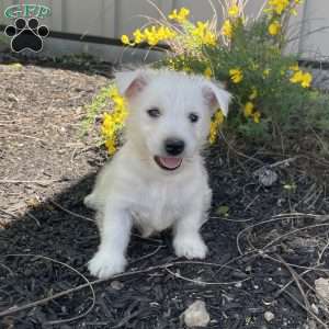 Parker, West Highland Terrier Puppy