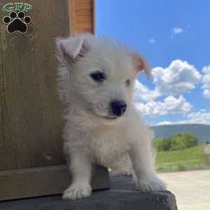 Parker, West Highland Terrier Puppy