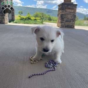 Parker, West Highland Terrier Puppy