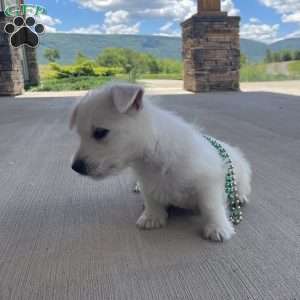 Parker, West Highland Terrier Puppy