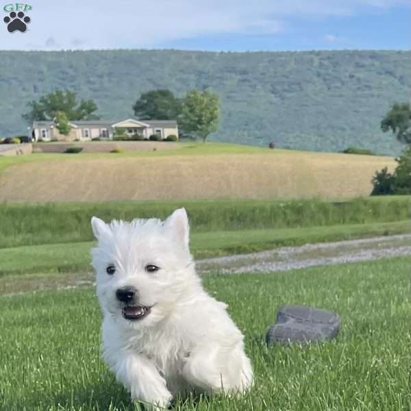 Pete, West Highland Terrier Puppy