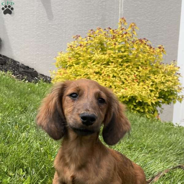 Gilbert, Dachshund Puppy