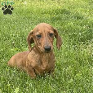Griffin, Dachshund Puppy
