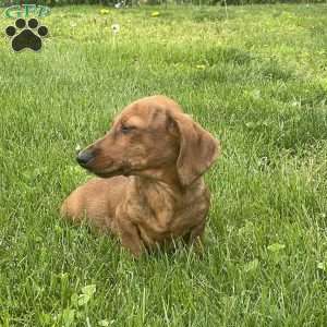 Griffin, Dachshund Puppy