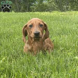 Griffin, Dachshund Puppy