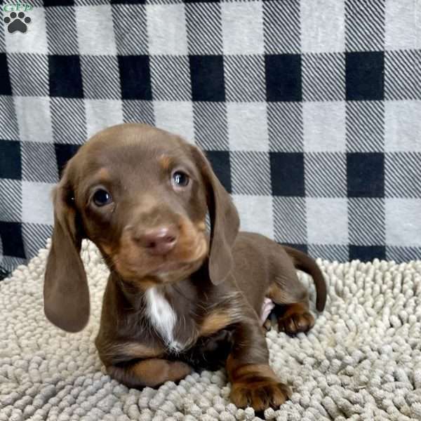 Karl, Dachshund Puppy